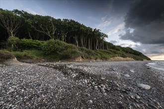 Steep coast, ghost forest, Nienhagen, Mecklenburg-Western Pomerania, Germany, Europe