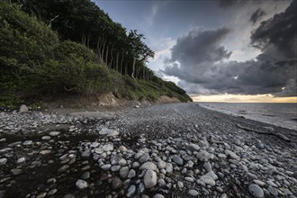 Steep coast, ghost forest, Nienhagen, Mecklenburg-Western Pomerania, Germany, Europe