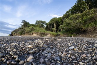 Steep coast, ghost forest, Nienhagen, Mecklenburg-Western Pomerania, Germany, Europe