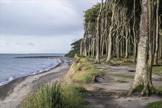 Steep coast, ghost forest, Nienhagen, Mecklenburg-Western Pomerania, Germany, Europe