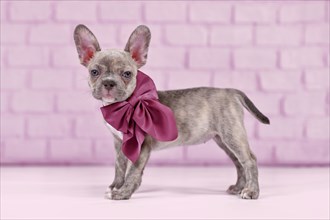 Young Lilac Brindle French Bulldog dog puppy with healthy long nose and ribbon in front of studio