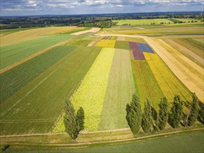 The Gert Harz farm near Lommatzsch propagates wild plants on a total of 70 hectares, Agriculture,