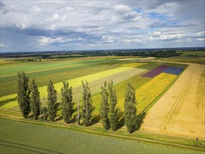 The Gert Harz farm near Lommatzsch propagates wild plants on a total of 70 hectares, Agriculture,