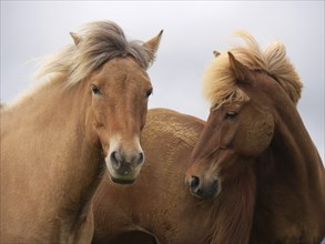 Icelandic horses