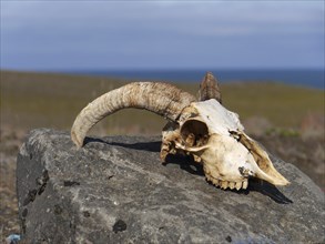 Skull of a sheep skeleton in Iceland