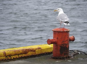 Seagull sitting on a bollard at the harbour