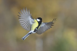Great tit (Parus major), male in flight, high-speed aerial photograph Wilnsdorf, North