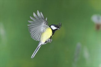 Great tit (Parus major), male in flight, high-speed aerial photograph Wilnsdorf, North