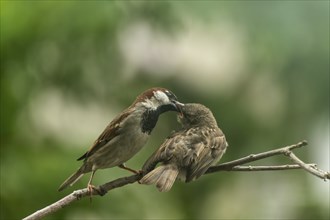 Male house sparrow (Passer domesticus), parent bird feeding begging sparrow eaglet