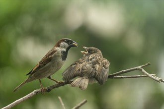 Male house sparrow (Passer domesticus), parent bird feeding begging sparrow eaglet