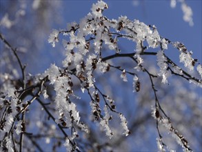 Alder branches with hoarfrost