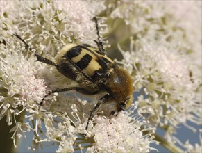 Bee beetles