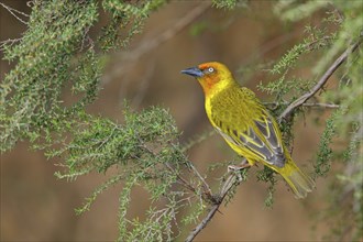 Cape weaver (Ploceus capensis), West Coast National Park, Langebaan, Western Cape, South Africa,