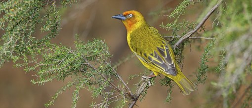 Cape weaver (Ploceus capensis), West Coast National Park, Langebaan, Western Cape, South Africa,