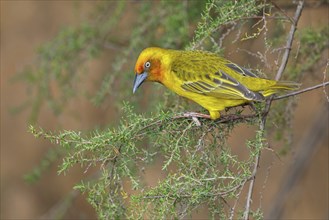 Cape weaver (Ploceus capensis), West Coast National Park, Langebaan, Western Cape, South Africa,