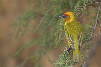 Cape weaver (Ploceus capensis), West Coast National Park, Langebaan, Western Cape, South Africa,