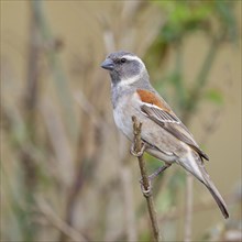 Cape sparrow (Passer melanurus), sparrow family, Sani Pass Surroundings, Underberg, KwaZulu-Natal,