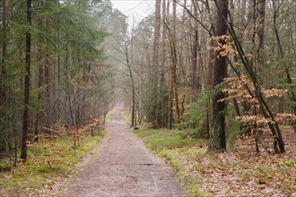 Path through the forest, Waren, Müritz, Müritz National Park, Mecklenburg Lake District,