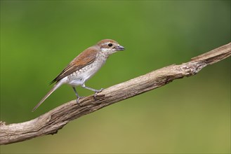 Red-backed shrike, red-backed shrike, thorn-backed shrike, family of shrikes, (Lanius collurio),