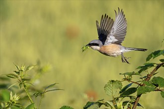 Red-backed shrike (Lanius collurio), male with prey, take-off, departure study, Hockenheim,