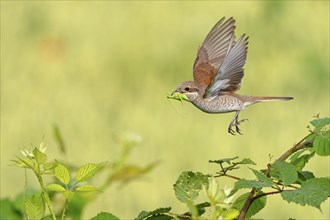 Red-backed shrike (Lanius collurio), female with prey, take-off, departure study, Hockenheim,