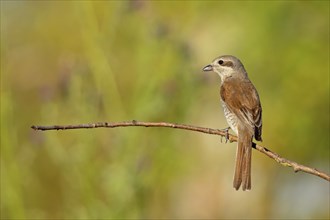 Red-backed shrike (Lanius collurio), female, district of Worms, Hockenheim, Baden-Württemberg,