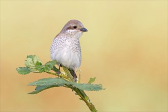 Red-backed shrike, red-backed shrike, thorn-backed shrike, family of shrikes, (Lanius collurio),