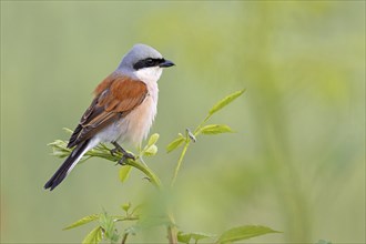 Red-backed shrike, red-backed shrike, thorn-backed shrike, family of shrikes, (Lanius collurio),