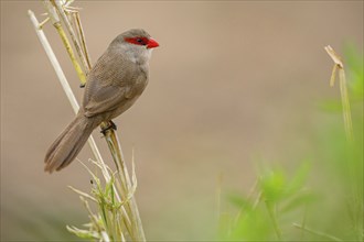 Wave-astrild, (Estrolda astrild), family of the splendid finches, Garden Route National Park,