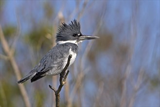 Belted kingfisher (Megaceryle alcyon), kingfisher on perch, Lake Kissimmee, Osceola County,