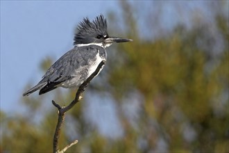 Belted kingfisher (Megaceryle alcyon), kingfisher on perch, Lake Kissimmee, Osceola County,
