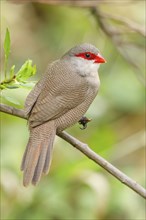 Wave-astrild, (Estrolda astrild), family of the splendid finches, Garden Route National Park,