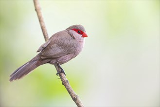 Wave-astrild, (Estrolda astrild), family of the splendid finches, Garden Route National Park,