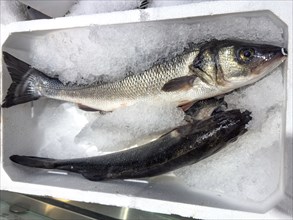 Display of fish caught whole fish European bass (Dicentrarchus labrax) also sea bass Loup de Mer