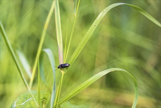 Black Beetle on a blade of grass in a meadow
