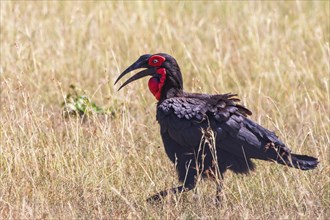 Southern ground hornbill (Bucorvus leadbeateri) walking on the grass savanna in Africa, Maasai Mara