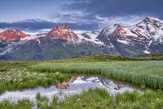 Cotton grass with mountain panorama and reflection, snow, Grossglockner High Alpine Road, Hohe