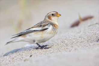 Snow bunting (Plectrophenax nivalis), family of tundra buntings, Helgoland Island,