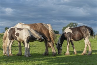 Irish cob horses in a pasture in spring. In the French countryside, the horses go out into the