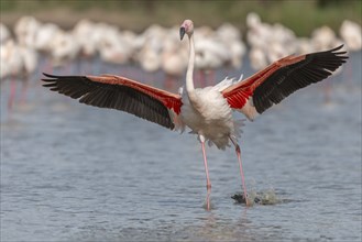 Flamingo (Phoenicopterus roseus) in a pond of a nature reserve. Saintes Maries de la Mer, Parc