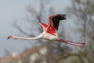 Flamingo (Phoenicopterus roseus) flying over a pond in spring. Saintes Maries de la Mer, Parc