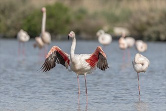 Flamingo (Phoenicopterus roseus) in a pond of a nature reserve. Saintes Maries de la Mer, Parc