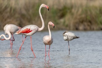 Flamingo (Phoenicopterus roseus) in a pond of a nature reserve. Saintes Maries de la Mer, Parc