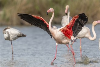 Flamingo (Phoenicopterus roseus) in a pond of a nature reserve. Saintes Maries de la Mer, Parc