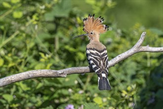 Hoopoe (Upupa epops) sitting on a branch with its red ruffled crest. Kaiserstuhl, Freiburg im