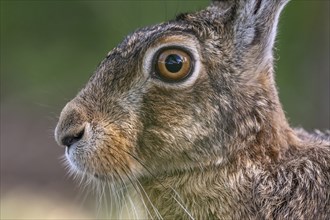 Portrait of a European hare (Lepus europaeus) Brown hare sitting on the ground and observing the