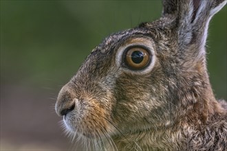Portrait of a European hare (Lepus europaeus) Brown hare sitting on the ground and observing the