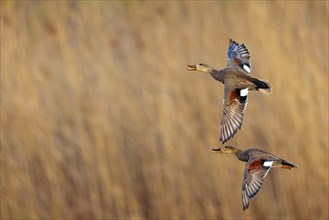 Gadwall, (Anas strepera), Mareca strepera, two ducks in flight, Wagbachniederung, Waghausel,