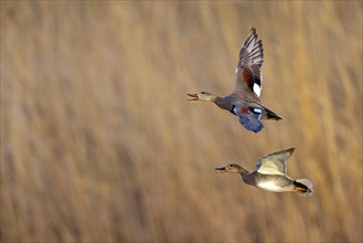 Gadwall, (Anas strepera), Mareca strepera, two ducks in flight, Wagbachniederung, Waghausel,