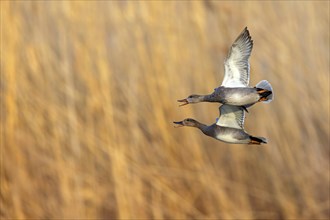 Gadwall, (Anas strepera), Mareca strepera, two ducks in flight, Wagbachniederung, Waghausel,